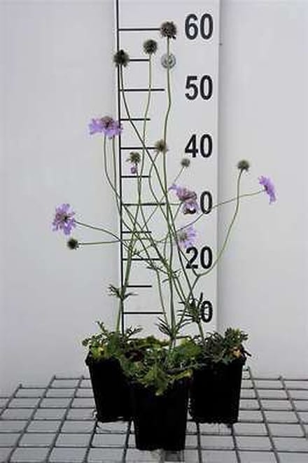 6x Duifkruid - Scabiosa col. 'Butterfly Blue' | 9x9 cm pot