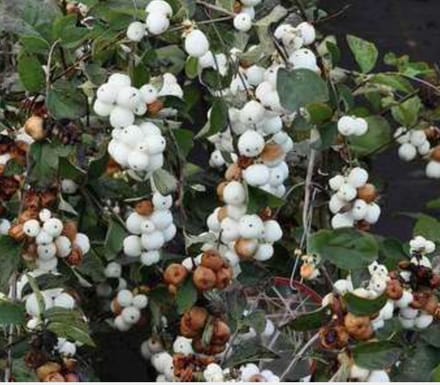 Symphoricarpos x doorenbosii 'White Hedge' - Sneeuwbes 50 - 60 cm in pot