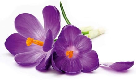 Fotobehang - Crocus 375x250cm - Vliesbehang