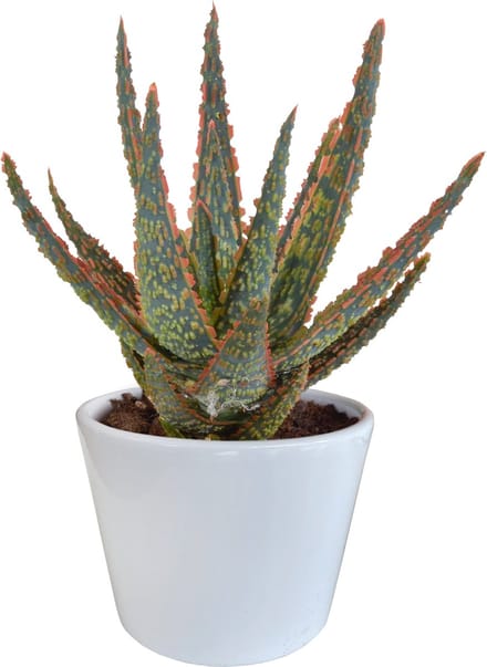 AloÃ« zebrina Dannyz 10.5 cm in witte pot
