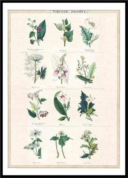 Poster Narcotic Poisons - Large 30x40 - Botanische Ilustratie - Vintage Print