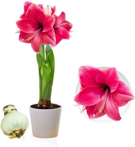 Amaryllis Bol - Pink Passion - Bloembollen - 1 stuk - Roze - Bloem bollen