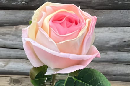 Enkele roos roze Buitengewoon de Boet