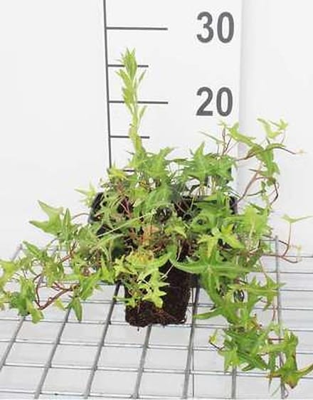 12x Pijlblad-Ieder - Hedera helix 'Sagittifolia' | 9x9 cm pot