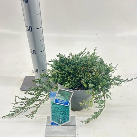 Juniperus horizontalis ’Wiltonii’ - Jeneverbes | 25-30 cm pot