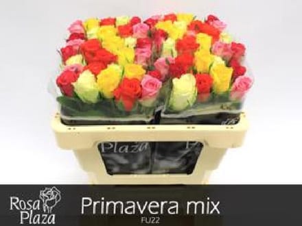 20x Rosa mix vast primavera ammerlaan 50cm