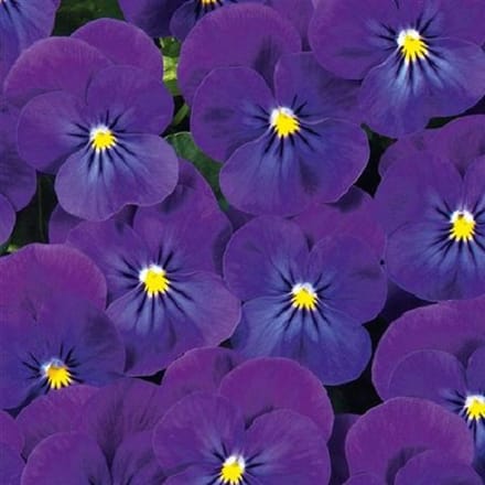 Violen Ice Babies® Blue F1
