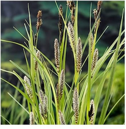 Moerings Carex Riparia | Oeverzegge | In 9CM pot