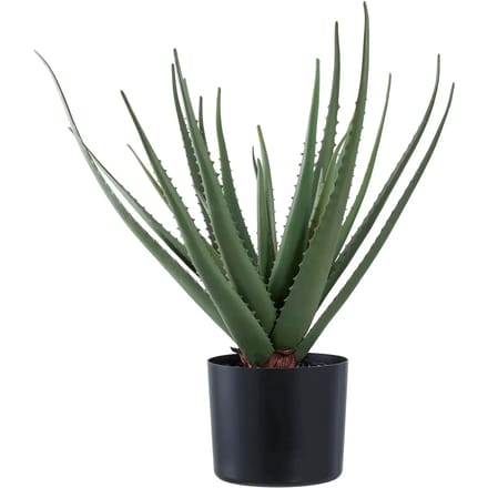 Kamerplant House Nordic Aloe Vera (x4)