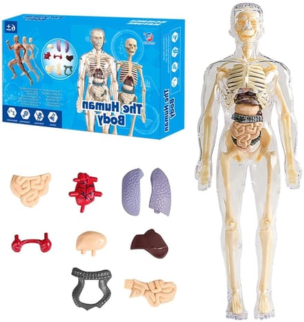 Anatomie Model Mini Mens Skelet - Onderwijsmodel voor Anatomie van het Menselijk Lichaam