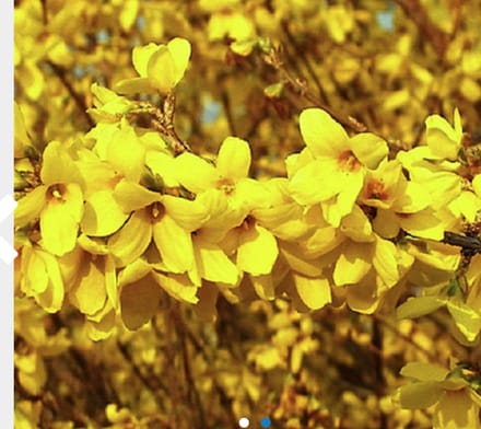 Forsythia x intermedia 'Week End' - Chinees klokje 50 - 60 cm in pot