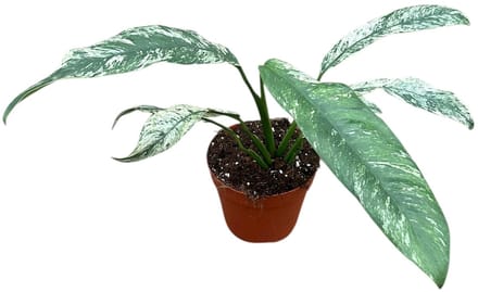 Epipremnum Giganteum Marble Variegata - Kamerplant - Potmaat Ø14 cm