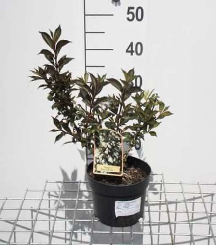 Weigela 'Black and White' - Weigelia 30 - 40 cm in pot