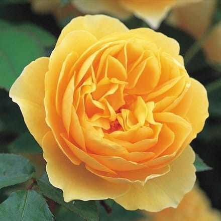Rosa 'Graham Thomas'® - Prachtige gele rozen voor in de tuin