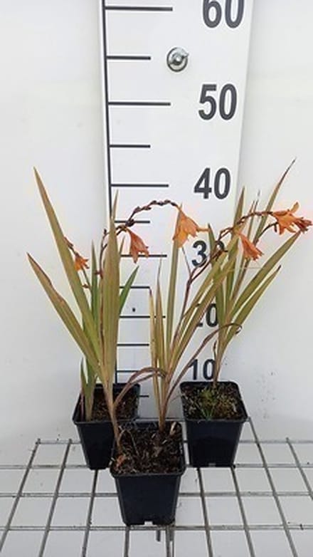 6x Montbretia - Crocosmia hybr. 'Emily Mckenzie' | 9x9 cm pot
