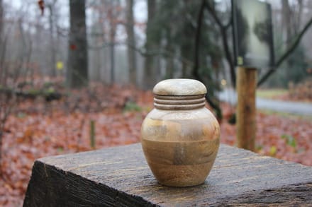 Mangohouten urn de Slufter