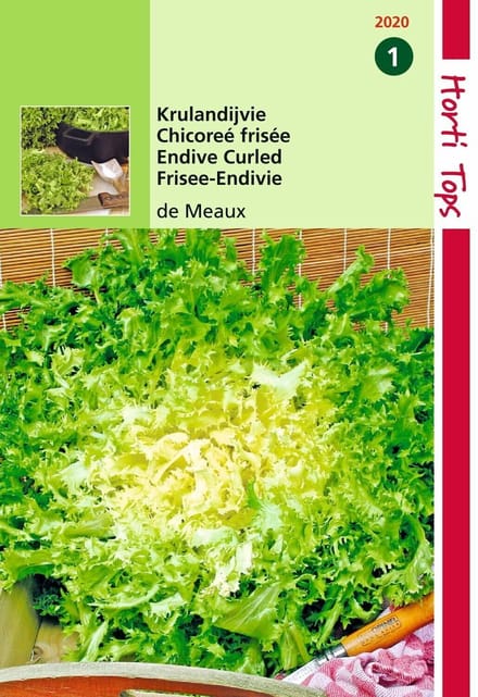 2 stuks Hortitops Krulandijvie De Meaux