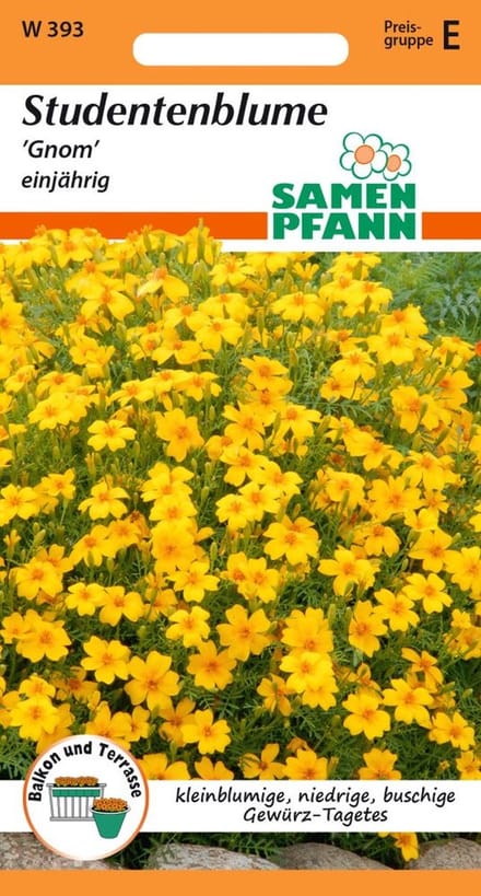 Tagetes, Gnom - Bloemzaden Tagetes Zaden