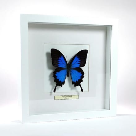 Opgezette vlinder in witte lijst: Papilio ulysses