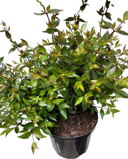 Abelia grand. 'Prostrata' - Abelia Grandiflora 'Prostrata' 25- 30 cm in pot