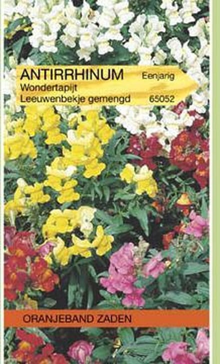 Oranjebandzaden -  Antirrhinum, Leeuwenbekje Tom Thumb