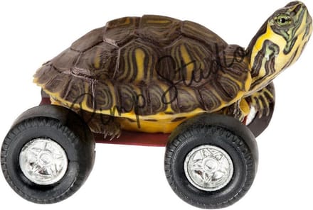 Schildpad strijkapplicatie