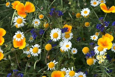 Veldbloemen Mini Wildbloem meerjarig 50 gram