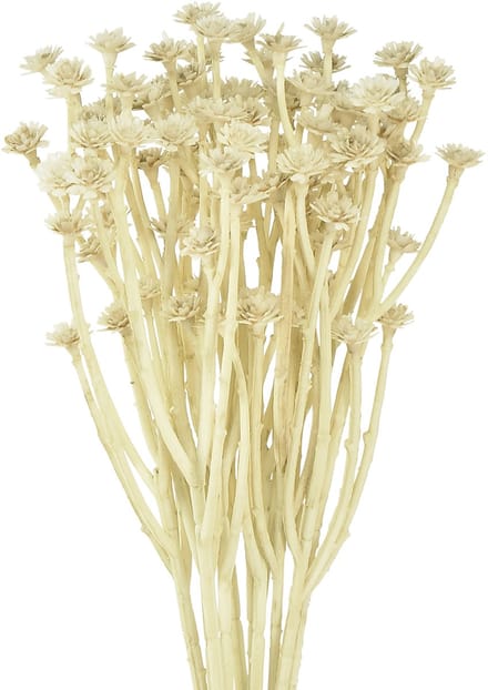 Kunstcurrykruid wit beige L28cm 12 stuks 1 bos