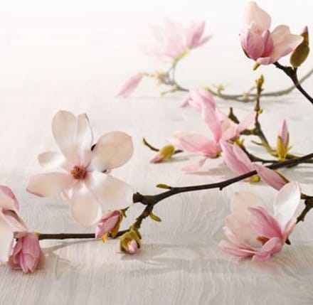 Bolsius Geurkaarsen geribbeld 6 st 120x58 mm magnolia