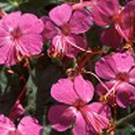 6 x Geranium Macrorrhizum 'Czakor' - Ooievaarsbek pot 9x9cm - Bodembedekker