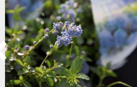 Ceanothus thyrsiflorus 'Repens' - Amerikaanse Sering, Sikkelbloem, Kruipsering 25 - 30 cm in pot