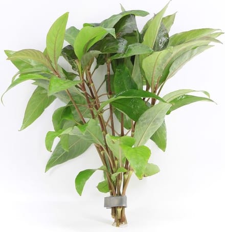 Moerings Nomaphila Siamensis in bos met loodje Waterplant