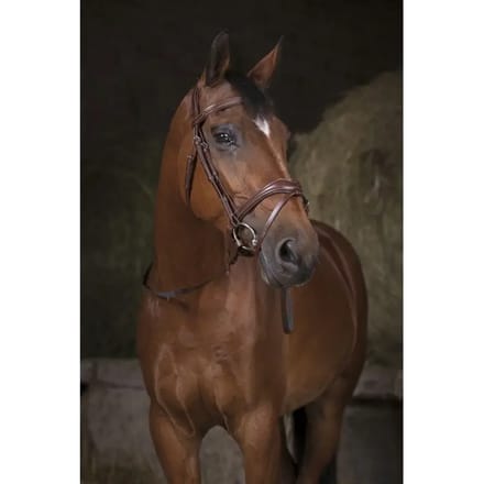 Teugels met een band Norton Pro