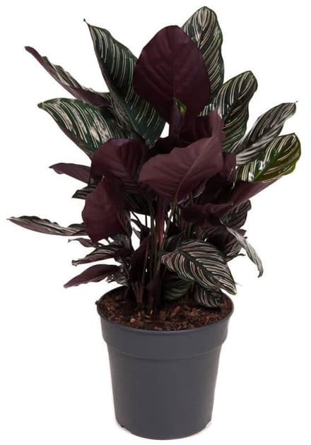 Calathea Ornata - Hoogte 80cm - Pot 27cm