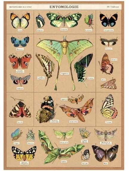 Poster Vlinders C - Cavallini & Co - Vintage Schoolplaat Vlinders C