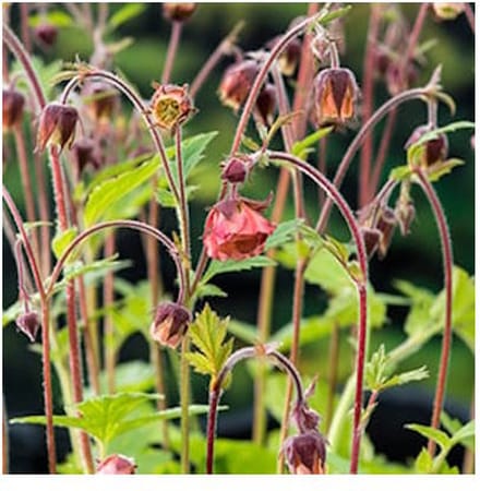 Moerings Geum Rivale | Knikkend Nagelkruid | In 9CM pot