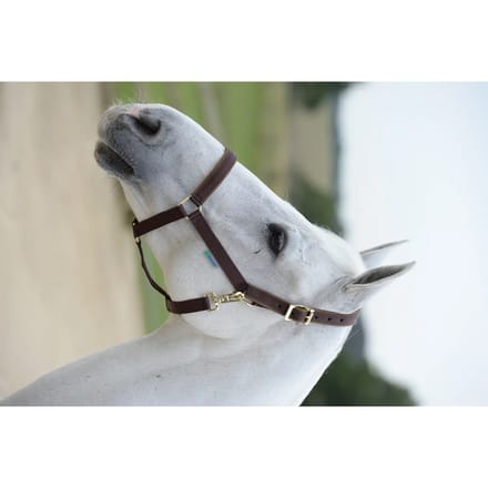 Halster voor paarden Bucas Dublin