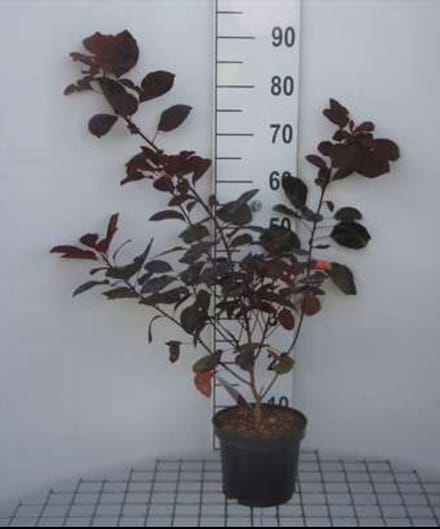 2 x Cotinus dummeri 'Grace' - Pruikenboom 40- 60 cm in pot