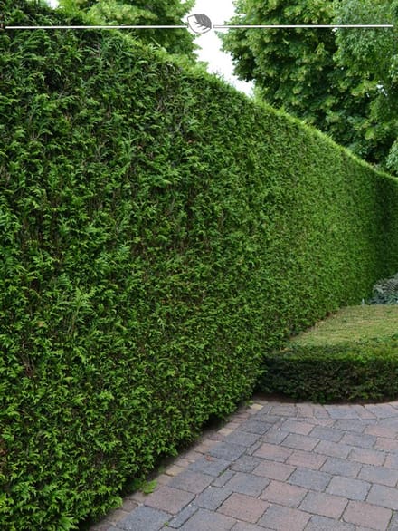 Westerse Levensboom Thuja Brabant 100-120 cm, 18x Haagplant