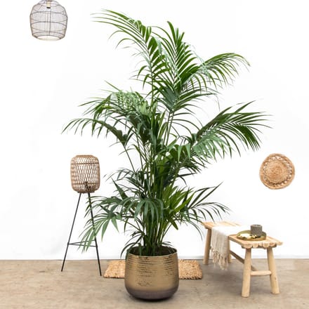 Kentia Palm XXL - 250cm