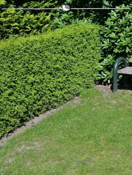 Westerse Levensboom Thuja Brabant 60-80 cm, 100x Haagplant