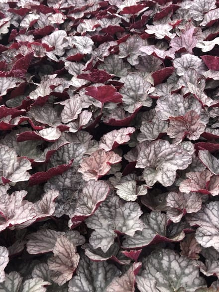6x Purperklokje - Heuchera hybr. 'Cascade Dawn' | 9x9 cm pot