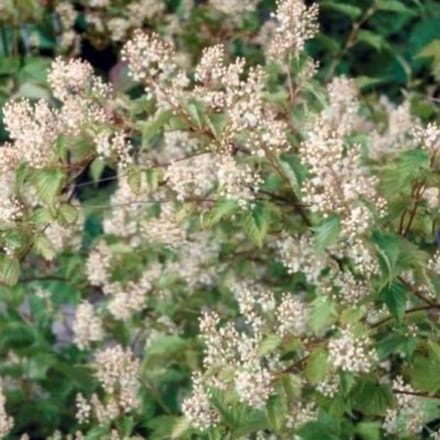 Stephanandra tanakae - Grote Kransspirea 30 - 40 cm in pot