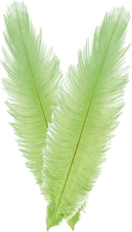 Chaks Struisvogelveer/sierveer - 2x - lime groen - 55-60 cm - decoratie/hobbymateriaal