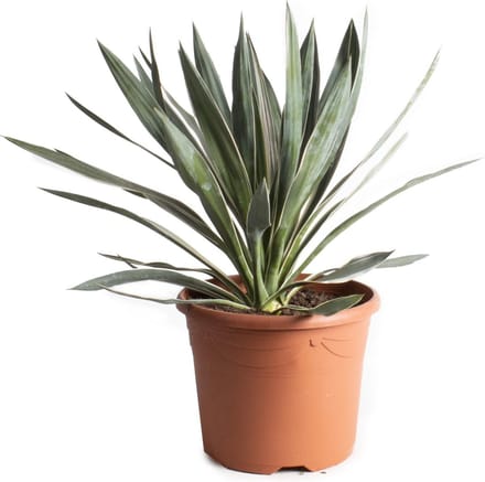 Yucca Gloriosa - Ø26cm - 50cm