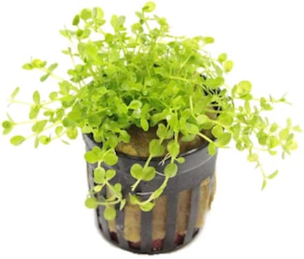 Moerings Micranthemum Monte Carlo | Nieuw Parelkruid | in 5cm pot P5