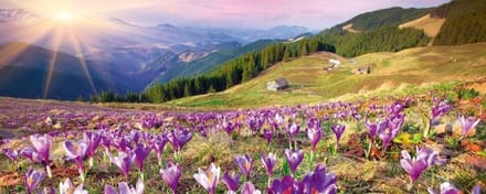 Fotobehang - Crocuses at Spring 375x150cm - Vliesbehang