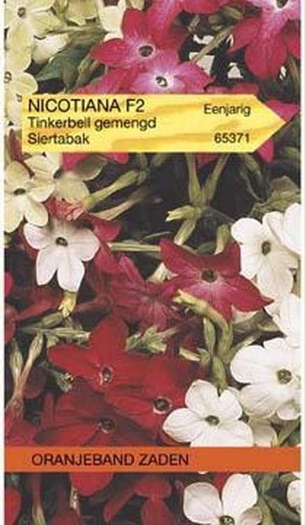 Oranjebandzaden -  Nicotiana, Siertabak Tinkerbell gemengd