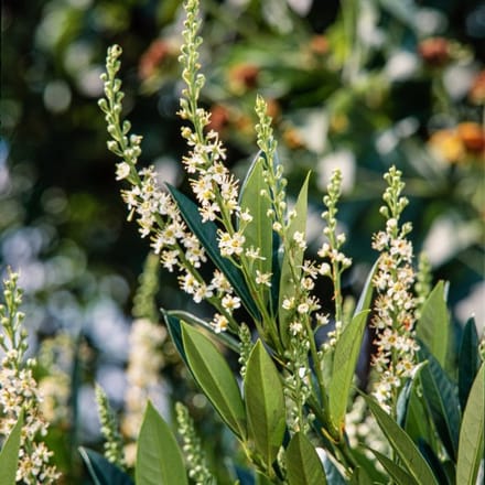 Plants Online BV - Planten - Set van 1 - Laurierkers 'Otto Luyken'