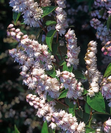 Arbustes de haie - Un ensemble 1 - Deutzia scabra 'Plena' - (5L) 80-100 cm